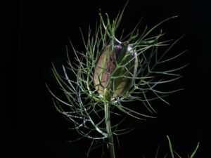 Black Seed