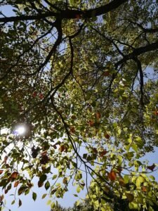 Camphor