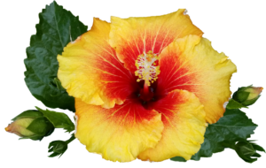 Hibiscus